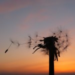 Highly Commended - Gone with the Wind - Charlotte Ball